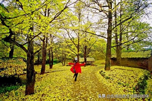 桂林哪里可以欣赏银杏？