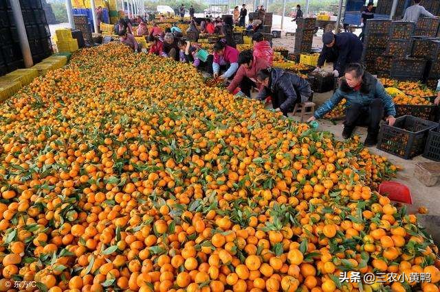 桂林市沙糖桔什么时间施壮果肥好