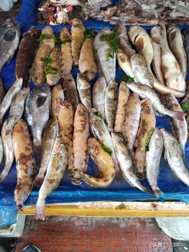 海外生活 抓海鲜视频，海外生活 抓海鲜视频大全