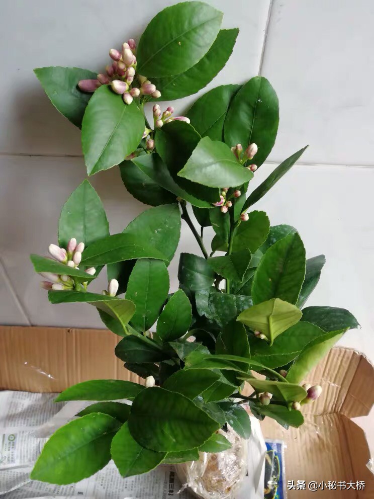 长沙新房前适宜种哪些果树？