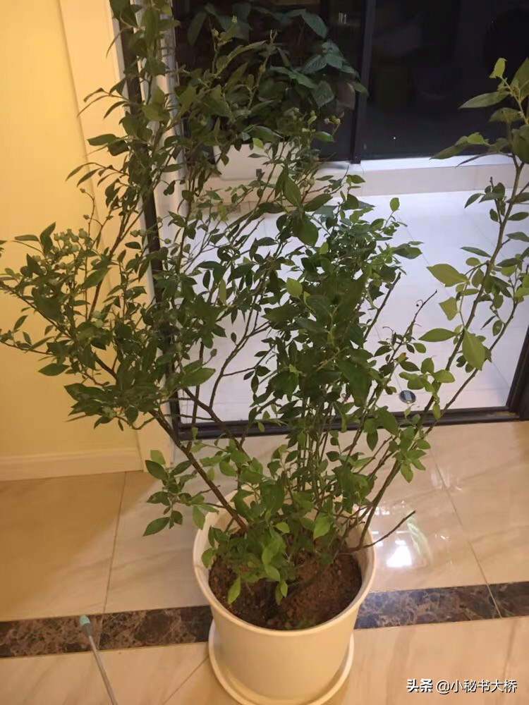 长沙新房前适宜种哪些果树？