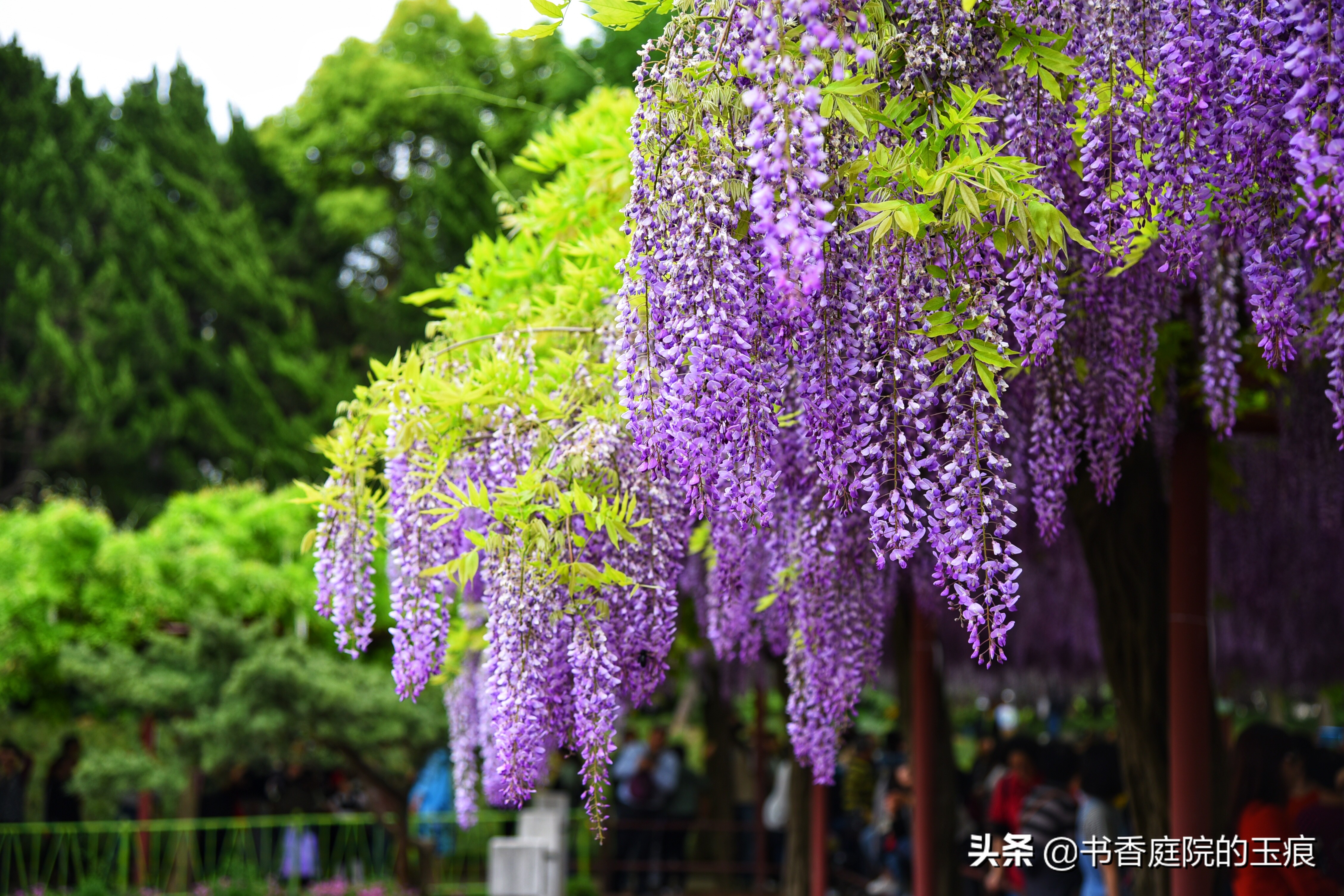 紫藤图片紫藤图片大全大图