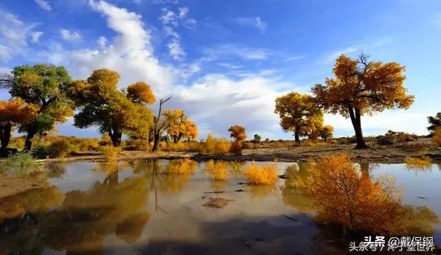 英雄树英雄树指的是什么树 英雄树英雄树指的是什么树