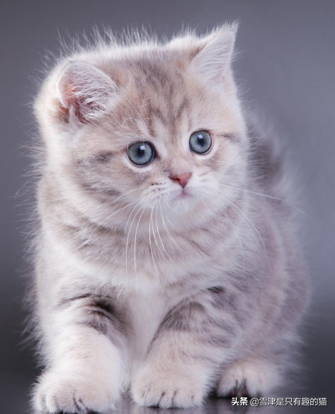 麻烦猫在海外生活英文翻译，麻烦猫在海外生活英文翻译怎么写