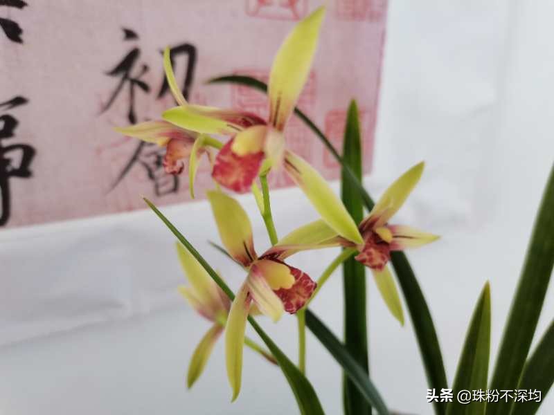 海外生活的儿子，海外生活的儿子叫什么