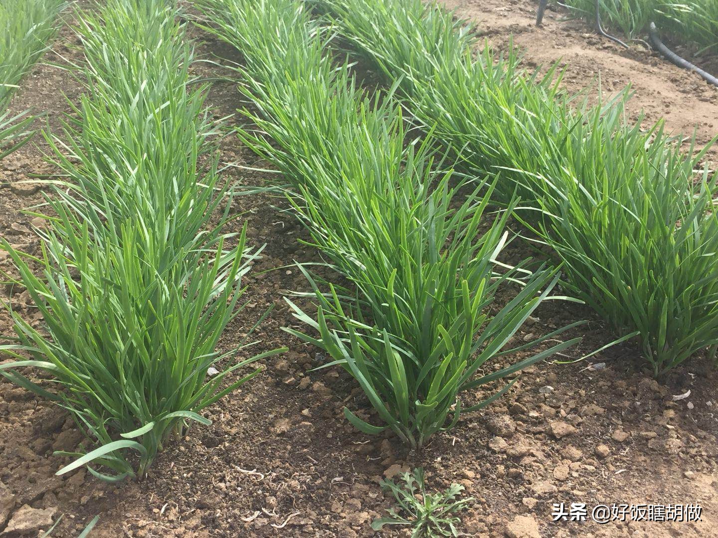 生活中，韭菜有什么营养价值、如何选择和怎么清洗？