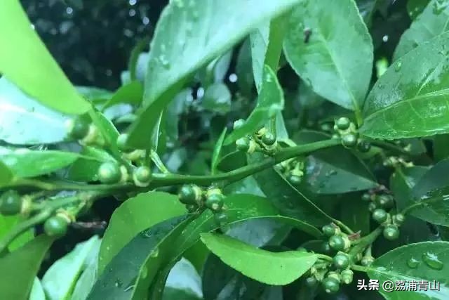 用药过量致皮肤脱落