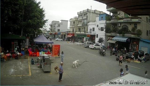 重庆狗咬死老太一事是个假新闻，为什么还有人以讹传讹？：被狗绊倒刺死老太