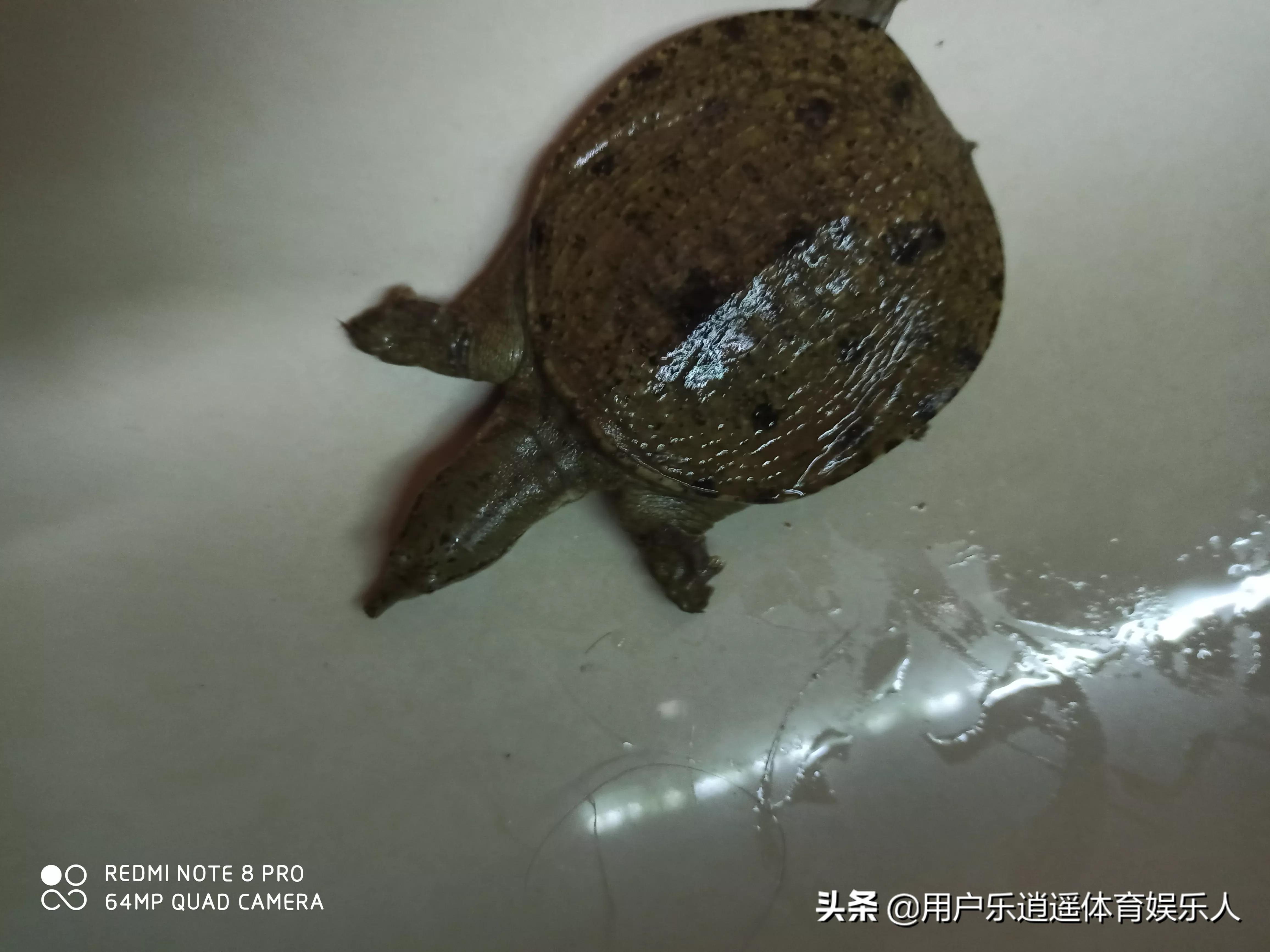 有认识武汉同济中医科张明敏大夫的么？