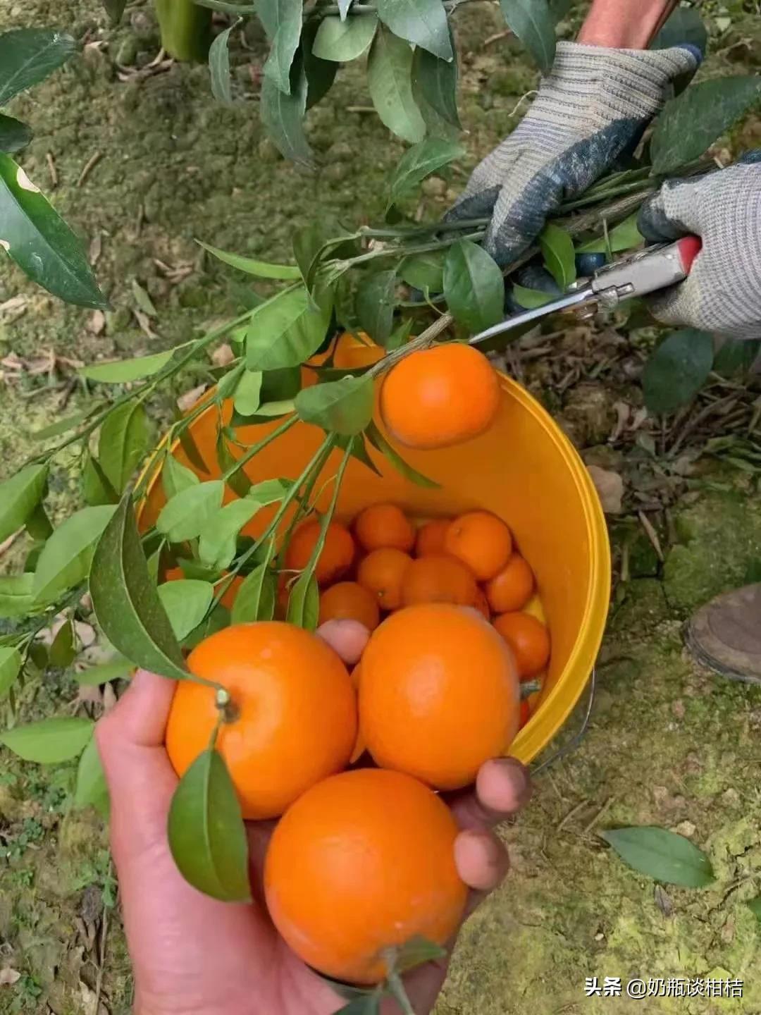 桂林沃柑哪里的最好? 桂林沃柑哪里的最好?