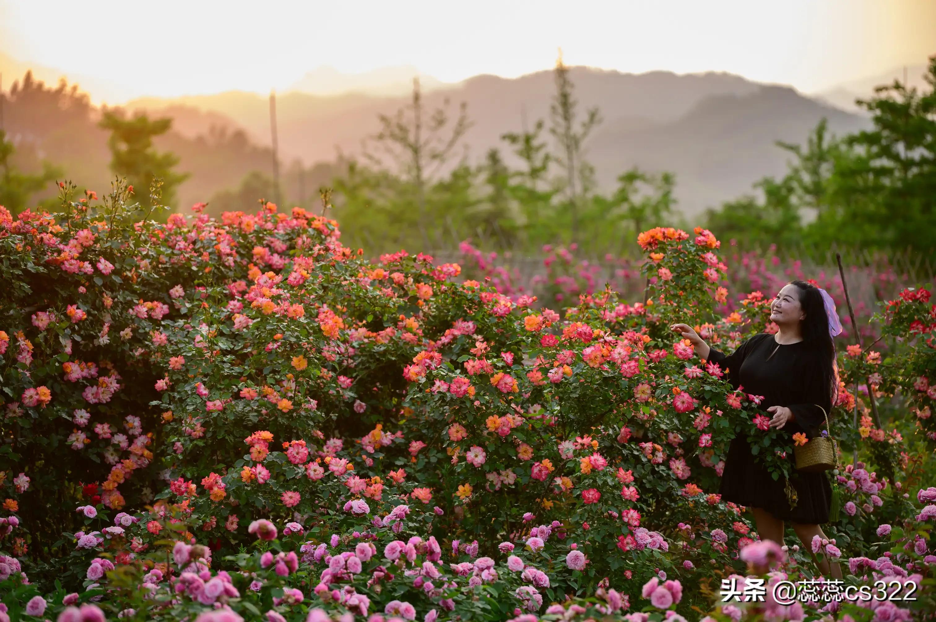 樱花的图片樱花的图片大全 最美 樱花的图片樱花的图片大全 最美