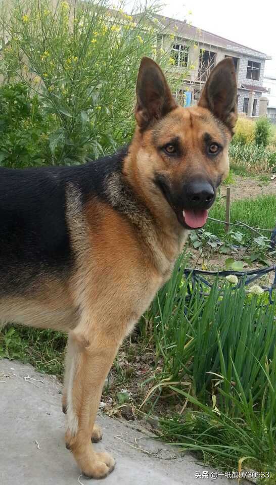 大型犬（适合懒人养的10种大型犬？）