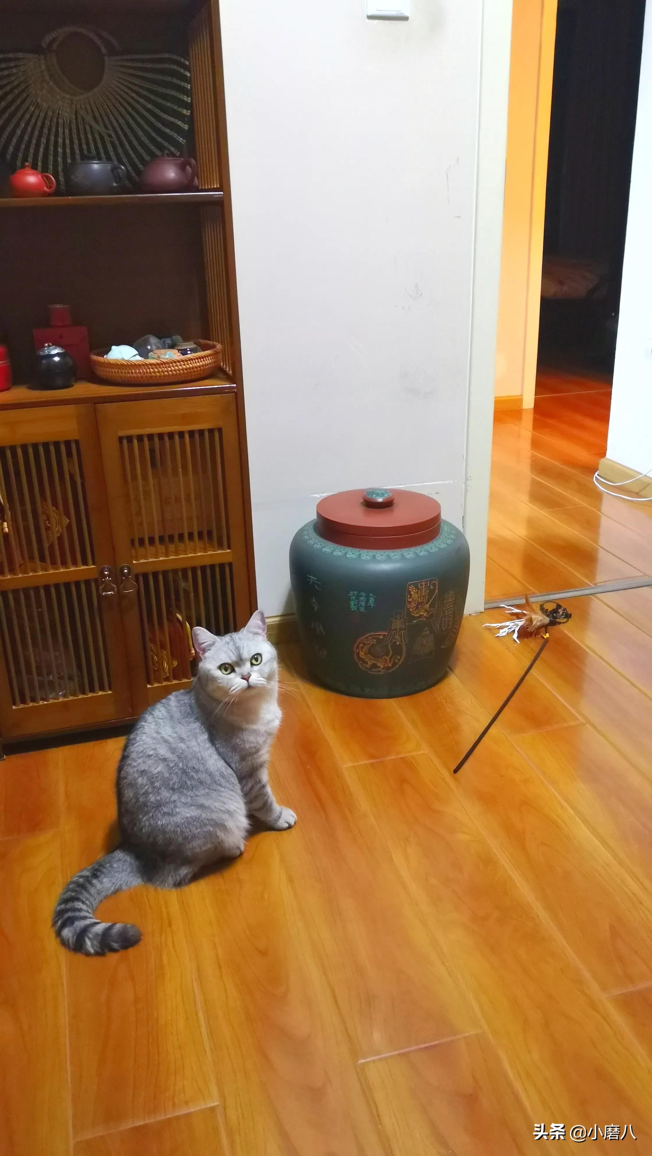 麻烦猫在海外生活英文翻译，麻烦猫在海外生活英文翻译怎么写