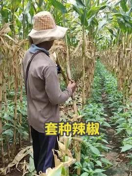 现在能种植的大豆种子 f707503f3d5f4370a8cb32c3e7365c3b~tplv-tt-profile_shortvideo:270:360.jpeg?_iz=3710&bid=31&from=shortvideo.toutiao_rel_short_video&gid=7546919752875134248&lk3s=06827d14&x-expires=1762430904&x-signature=86DIDS0h6Ow1FX7LCENFyjt0T3Y%3D