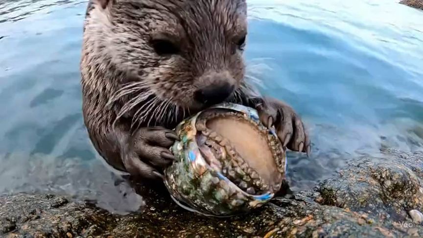 这是水懒家族里的王者