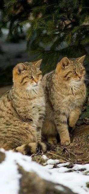 医生持弓箭射流浪猫