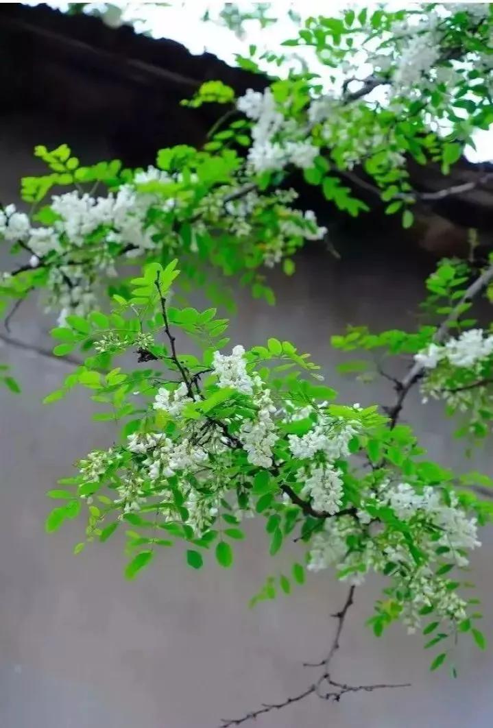 毛孩子成新流量密码（黄老师爆红的洗脑神曲，“挖呀挖”的流量密码，你掌握了吗？）