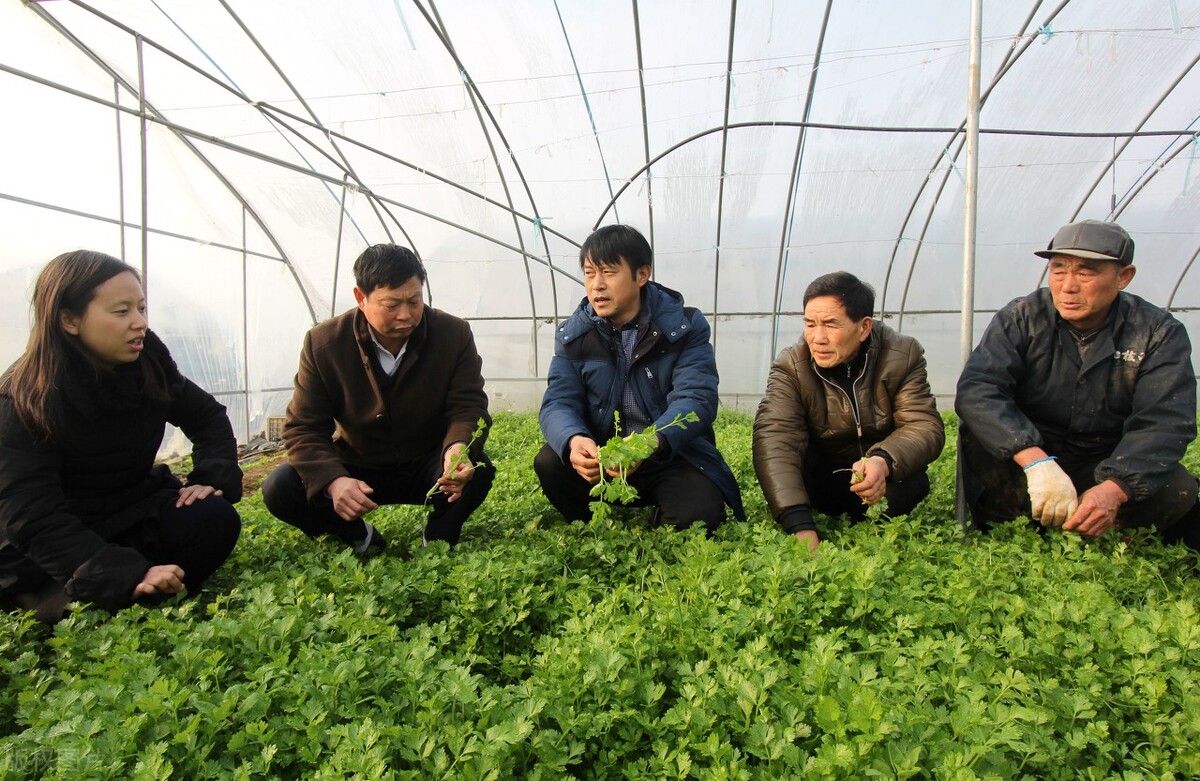 蔬菜种植基地用户，蔬菜种植基地简介