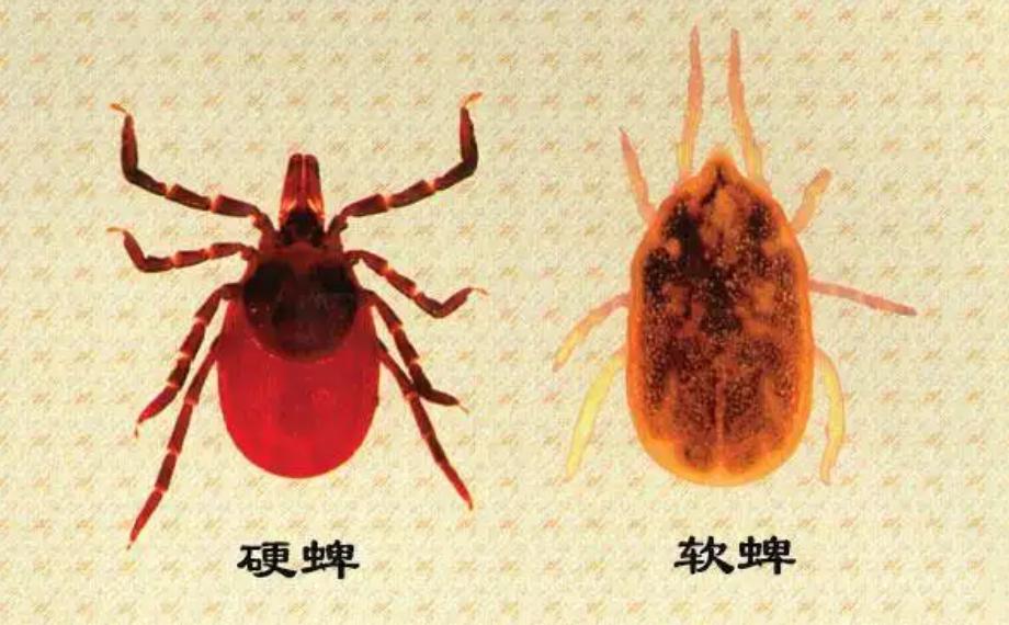 信阳3人被醉驾撞亡（河南信阳3人因蜱虫病逝，曾为去世者穿寿衣，夺命蜱虫如何自救？）