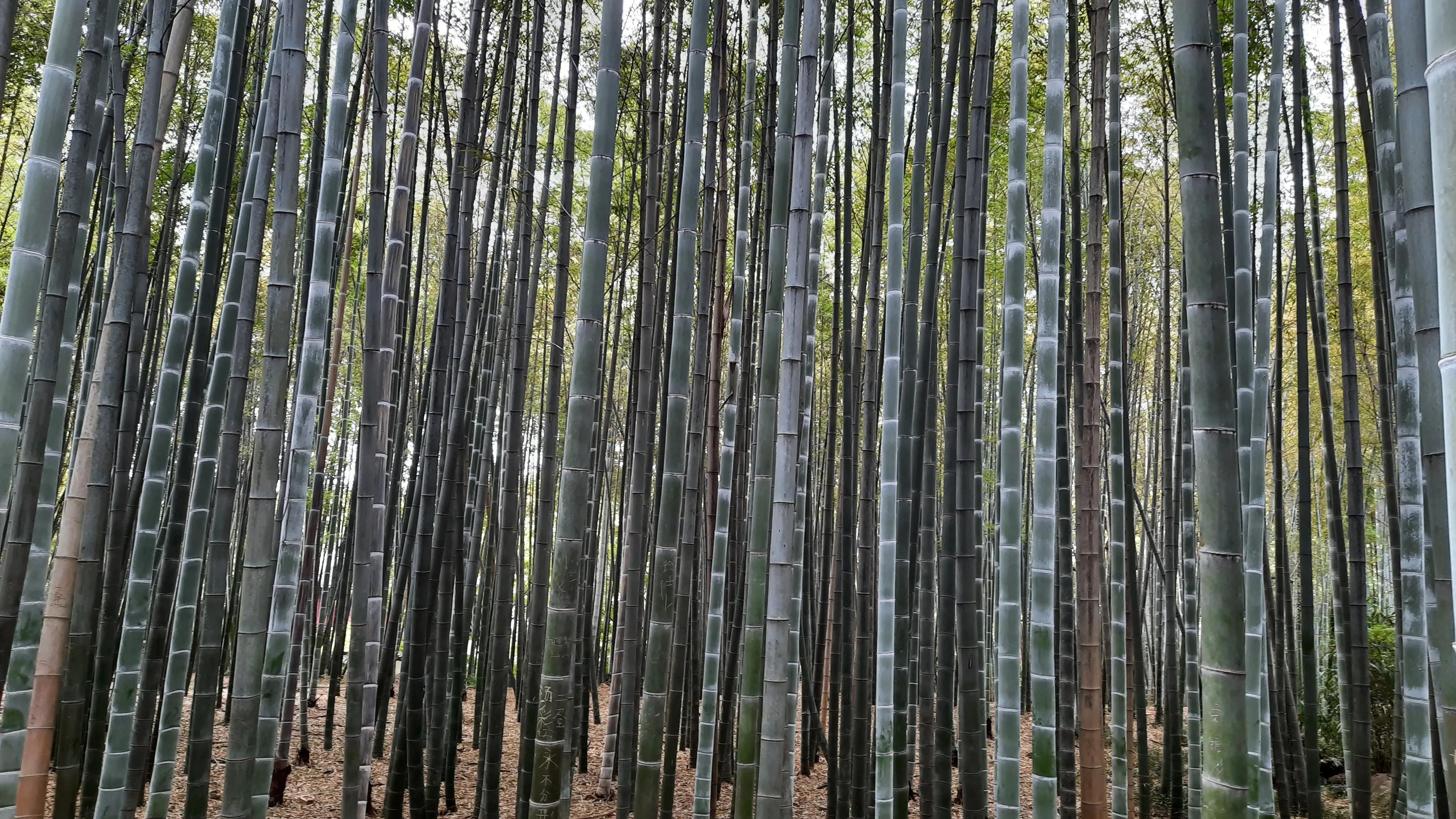 世界上第一首音乐是谁创造的？：人类发明声乐的目的
