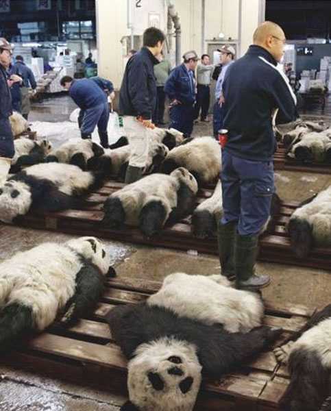 海外生活的熊猫图片，海外生活的熊猫图片大全