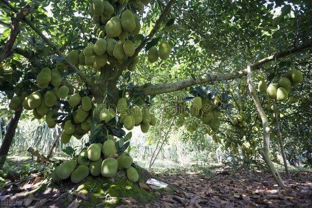 [凤梨就是菠萝吗]凤梨与菠萝一样甜吗？二者的区别在哪？