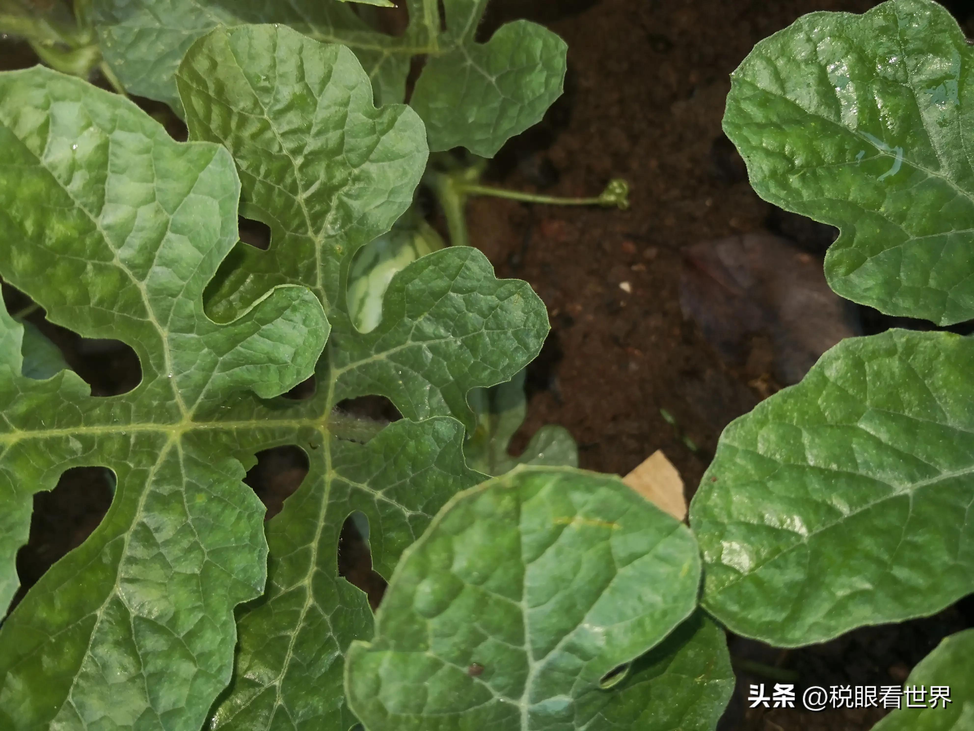 税务律师的日常工作：不仅仅是填写表格，税务律师的日常工作:不仅仅是填写表格还有什么