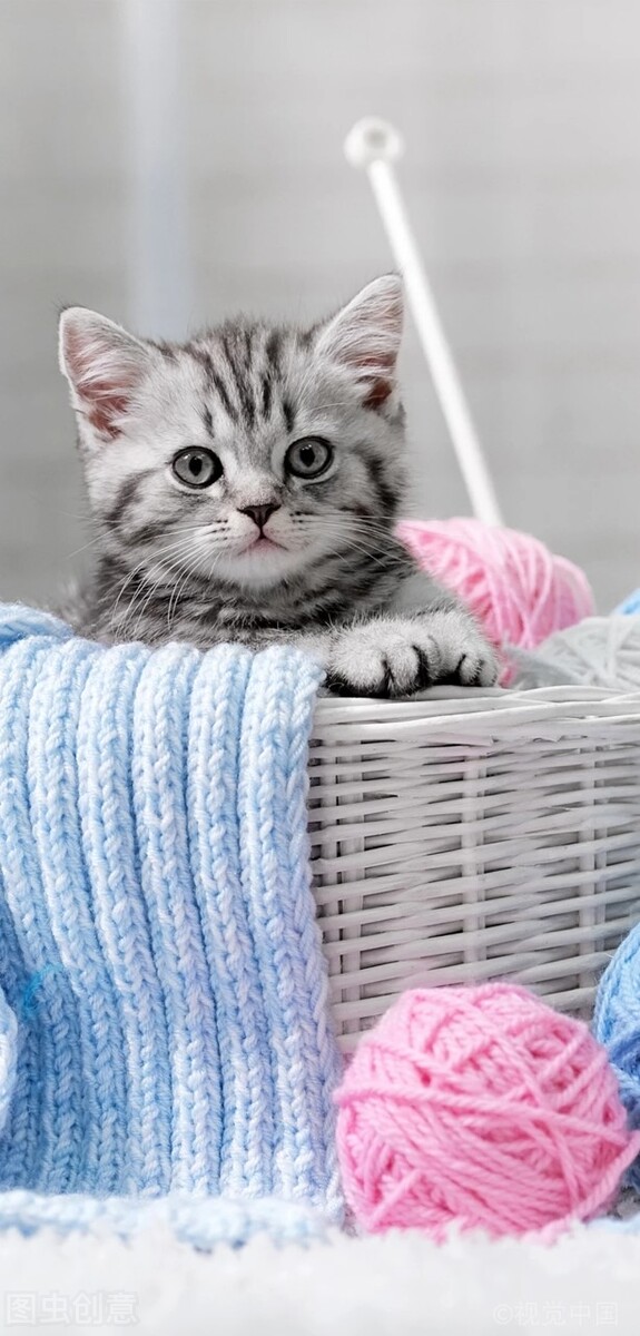 因猫与男友争吵被害因猫与男友争吵被害怎么办