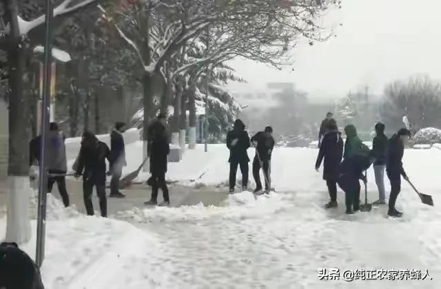 河南现在雪怎么样
