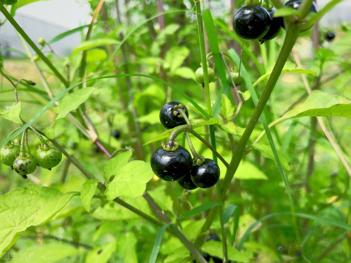 农村常见的龙葵有什么功效？