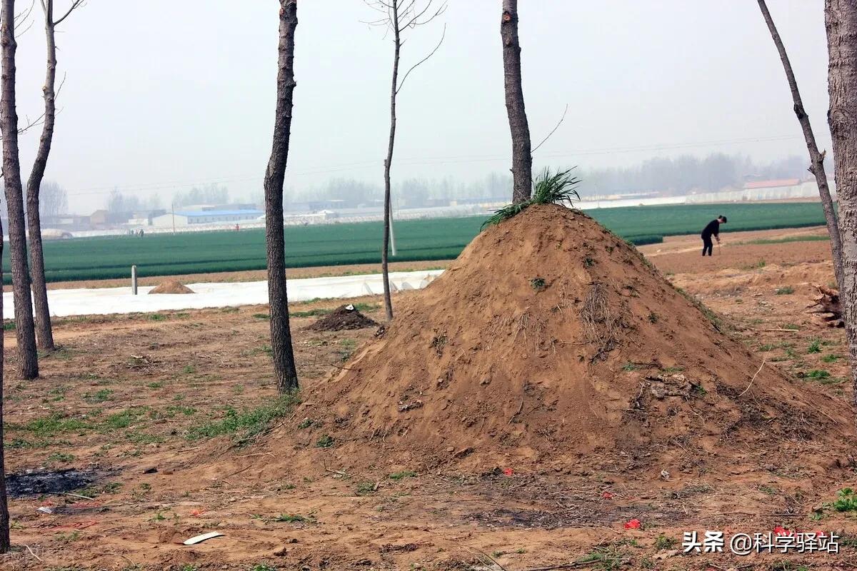 [广东一小区蛇群泛滥]仓库变蛇窝！广东仓库发现16条眼镜蛇，幼蛇被抓获，母蛇会复仇吗？