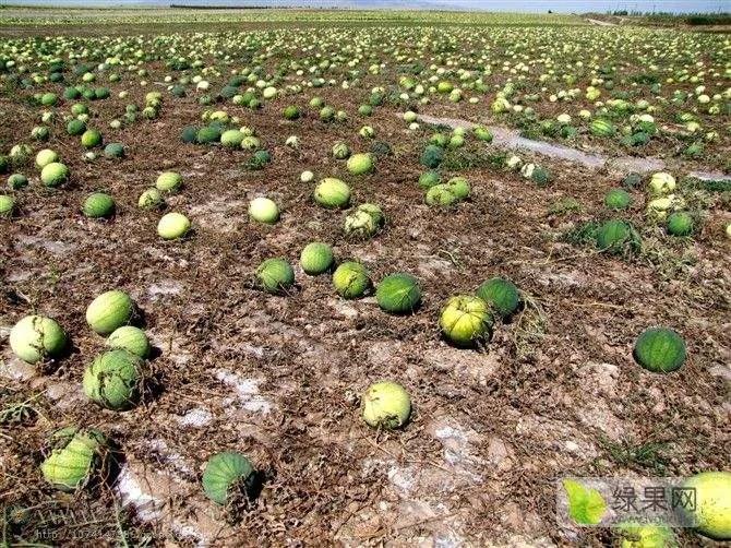 兰州市哪里有采摘的西瓜