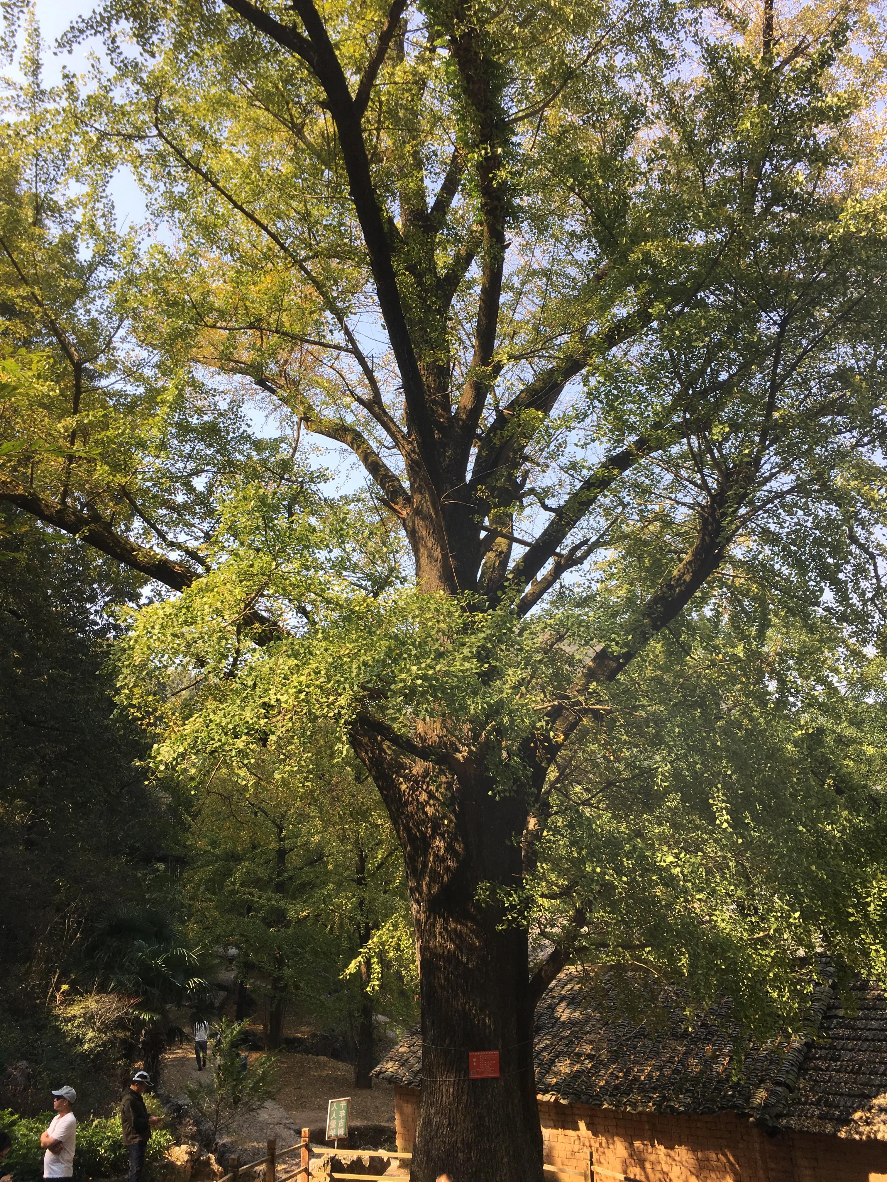 桂林哪里可以欣赏银杏? 桂林哪里可以欣赏银杏?