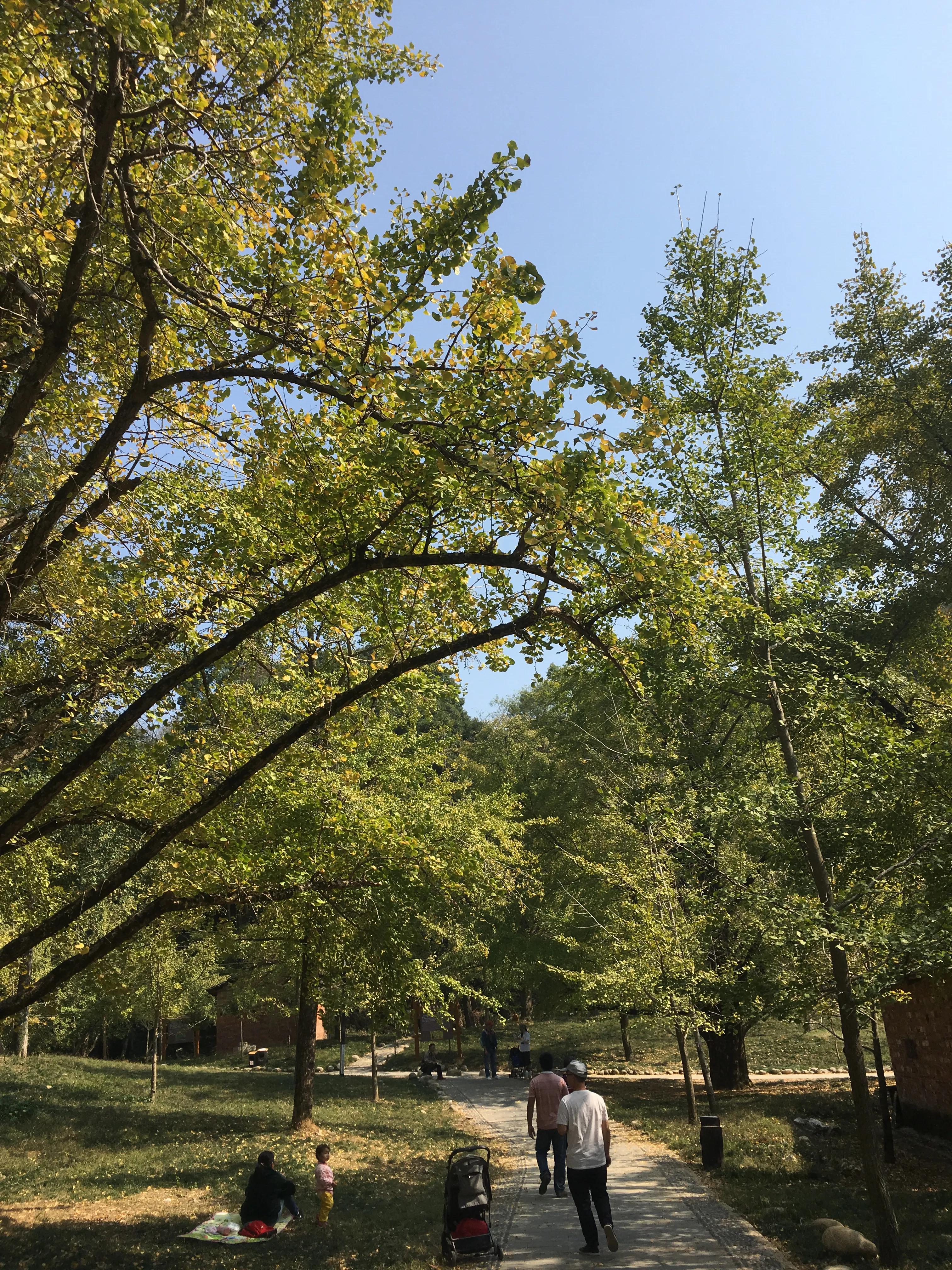 桂林哪里可以欣赏银杏? 桂林哪里可以欣赏银杏?