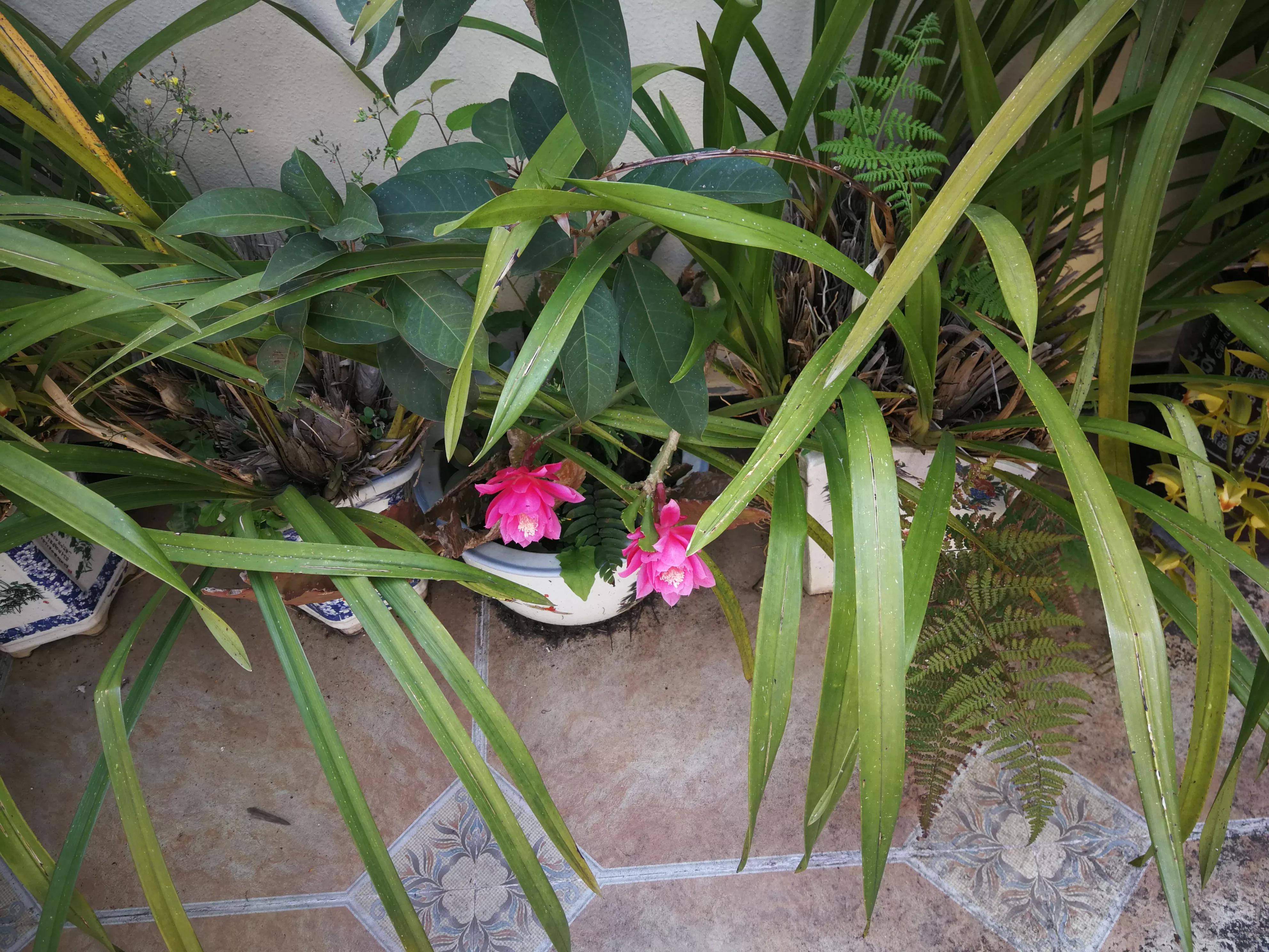 给药给药途径吸收快慢顺序