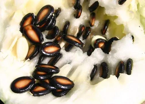 兰州市哪里有采摘的西瓜 兰州市哪里有采摘的西瓜