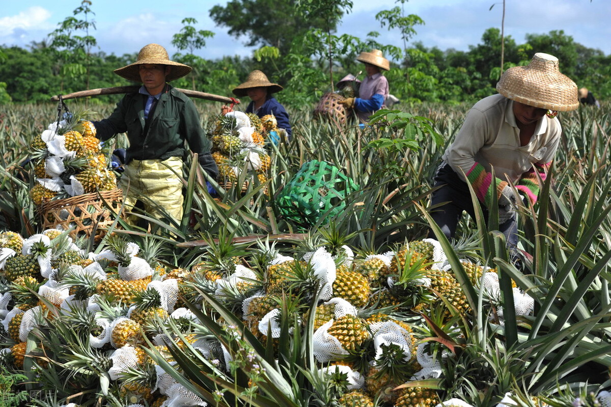 [凤梨就是菠萝吗]凤梨与菠萝一样甜吗？二者的区别在哪？