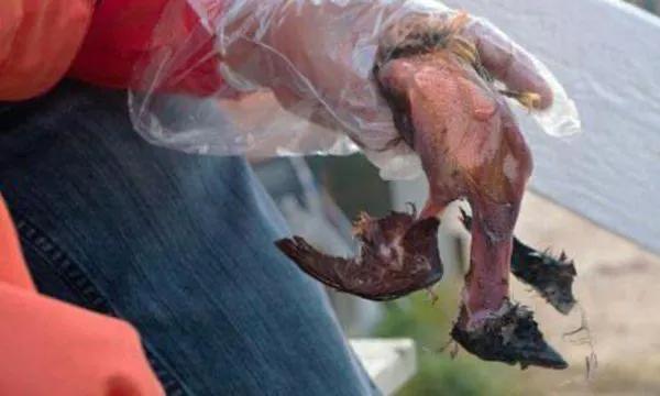 海外生活食物有哪些品种，海外生活食物有哪些品种图片