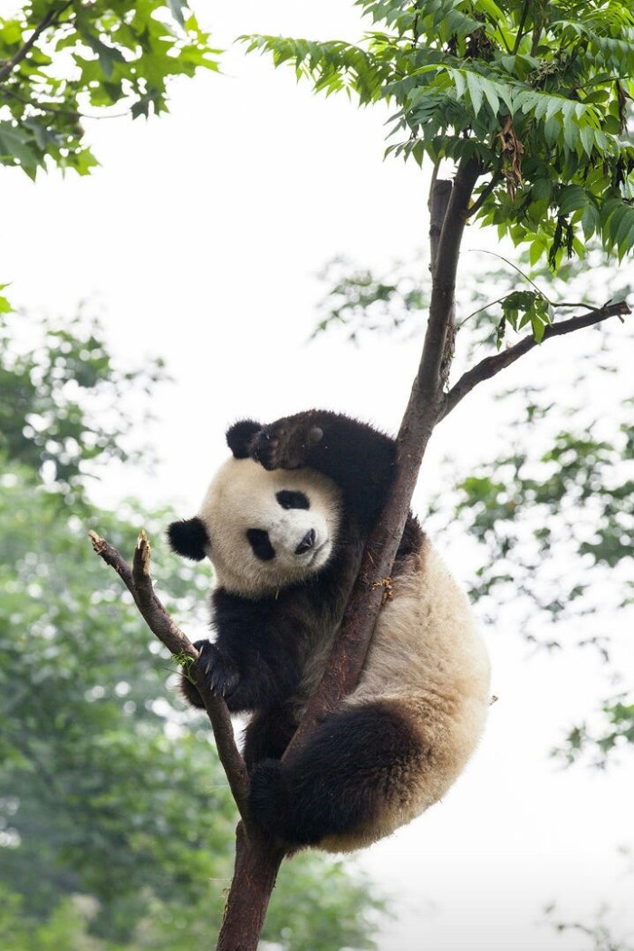 海外生活的熊猫图片，海外生活的熊猫图片大全