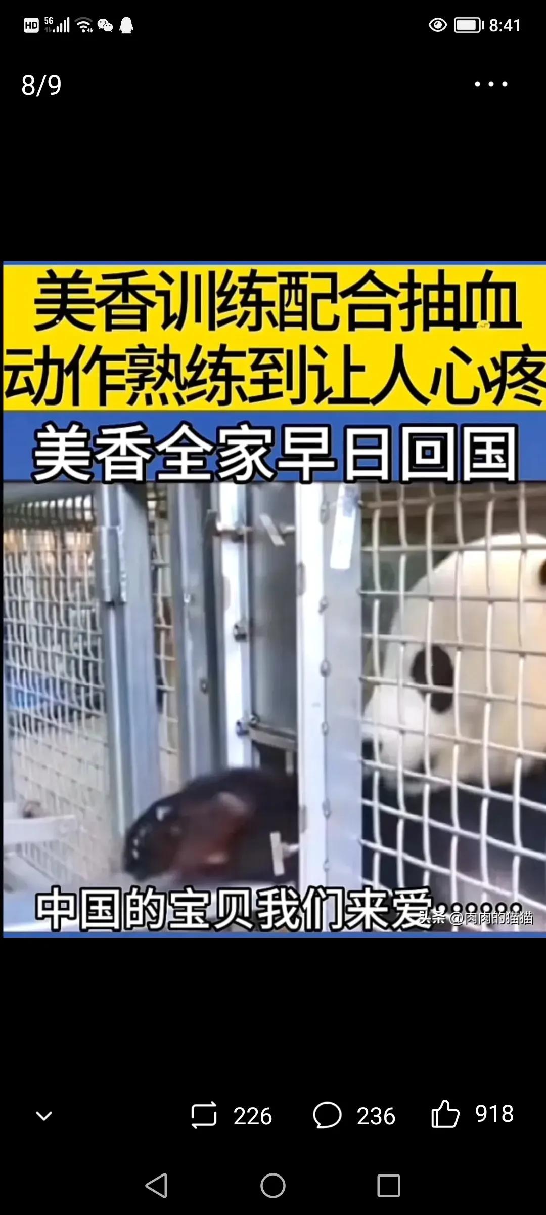 熊猫美香海外生活，熊猫美香在美国