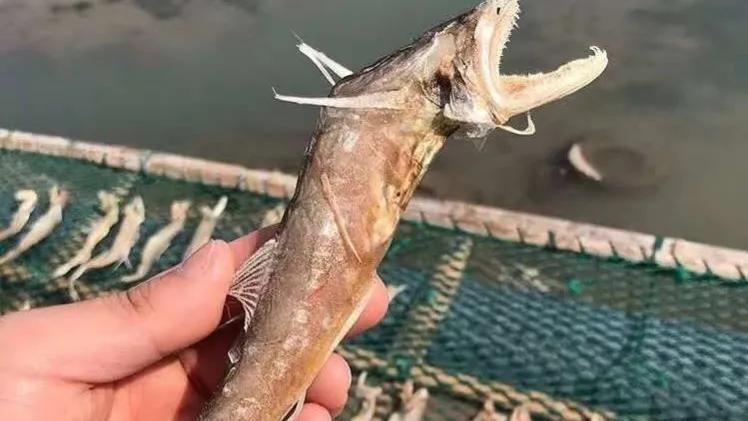 宁波市海鲜有什么