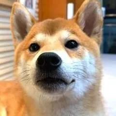 [黄金油价双双走强]油价跌黄金会涨吗？