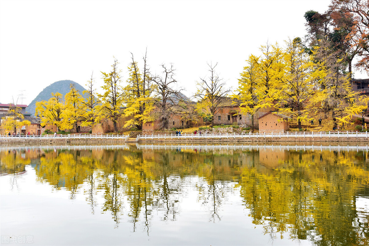 2021桂林海洋乡银杏最佳观赏地？