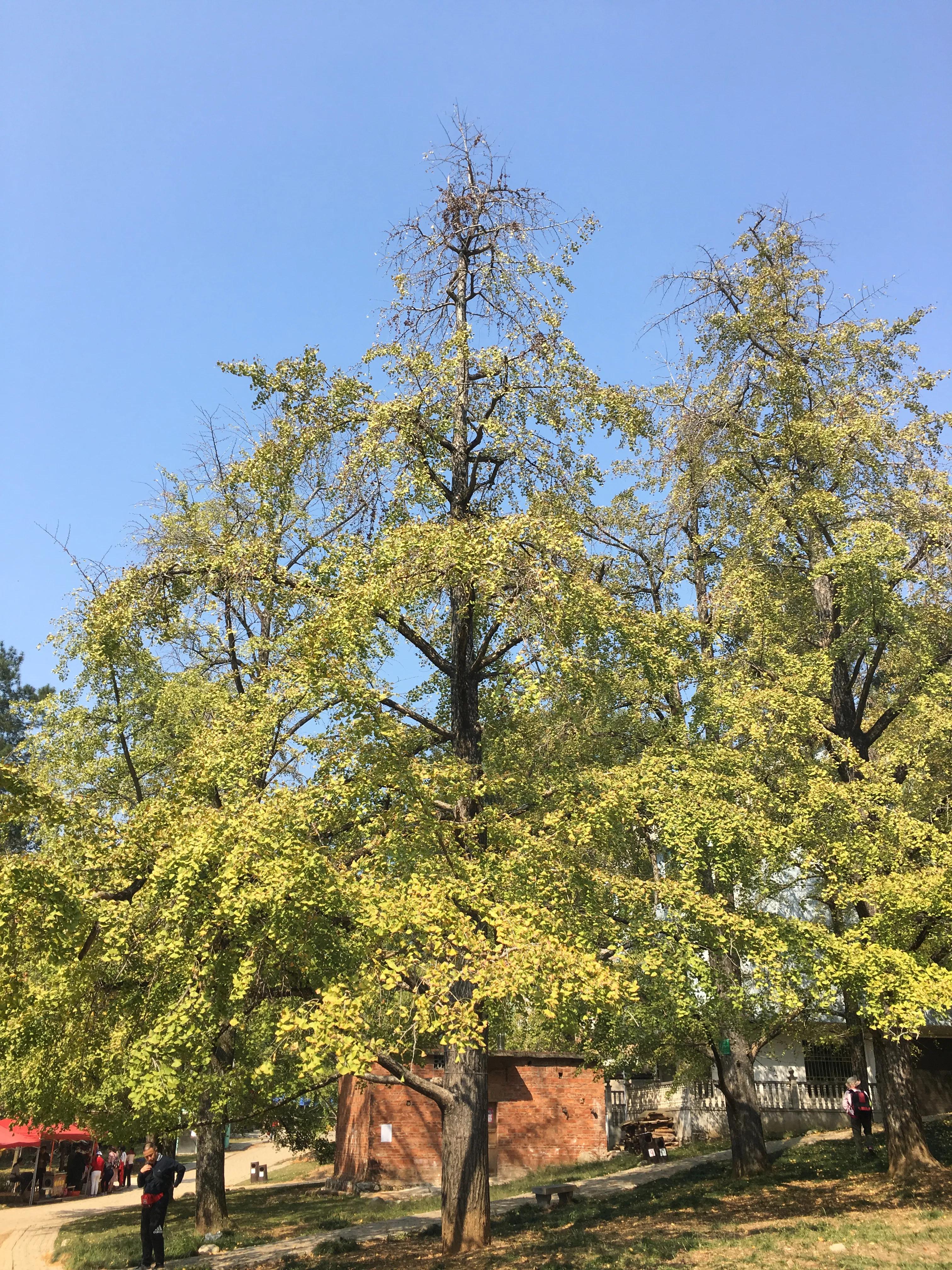 桂林哪里可以欣赏银杏？