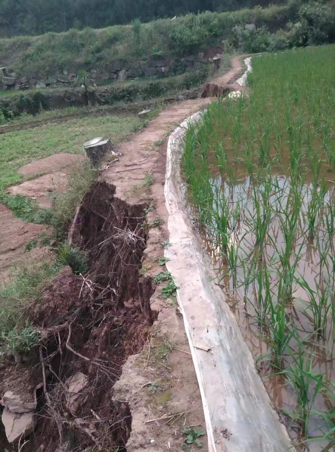 僧人顶38度高温种地