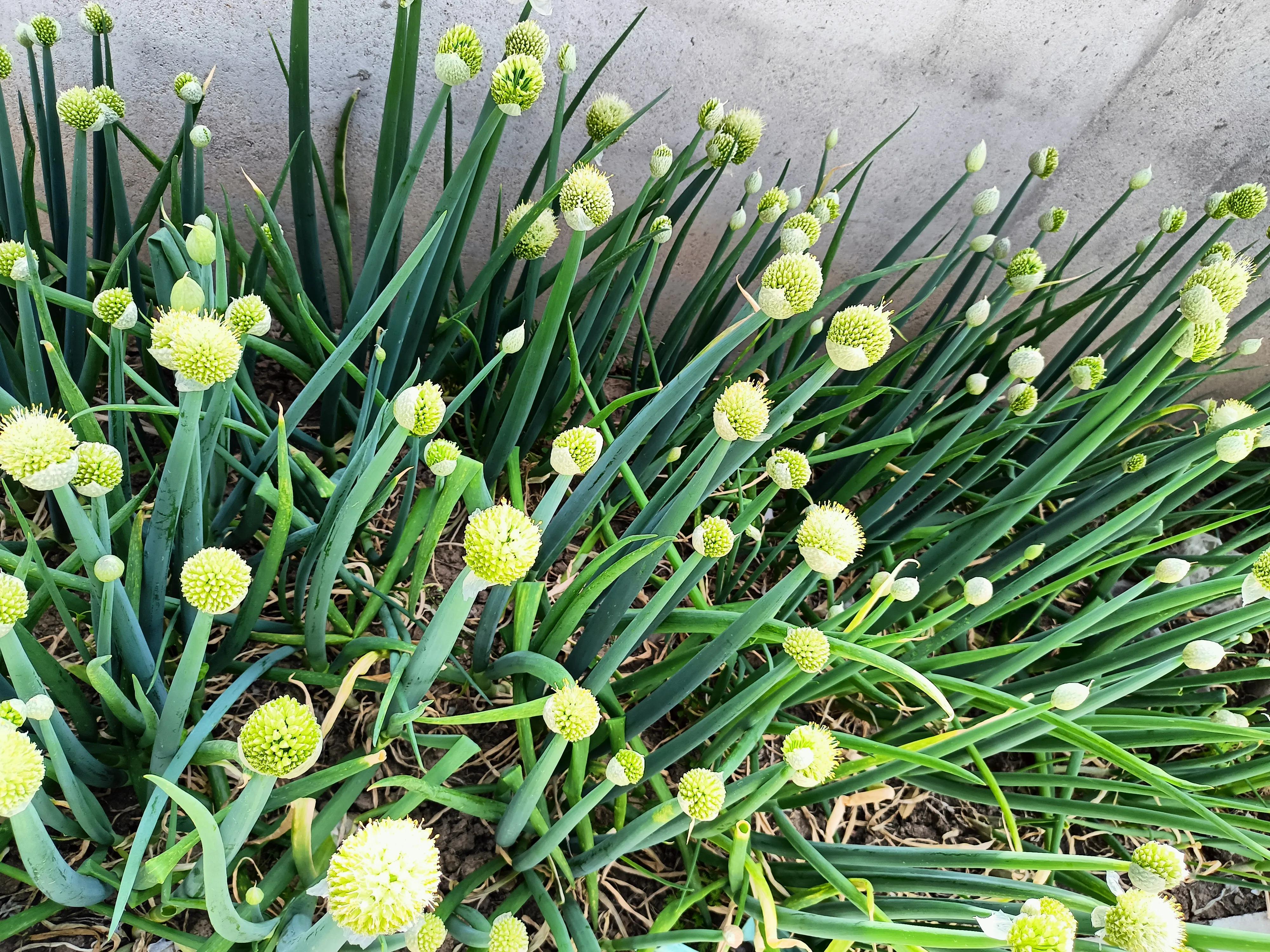 大连市什么事后能开学了