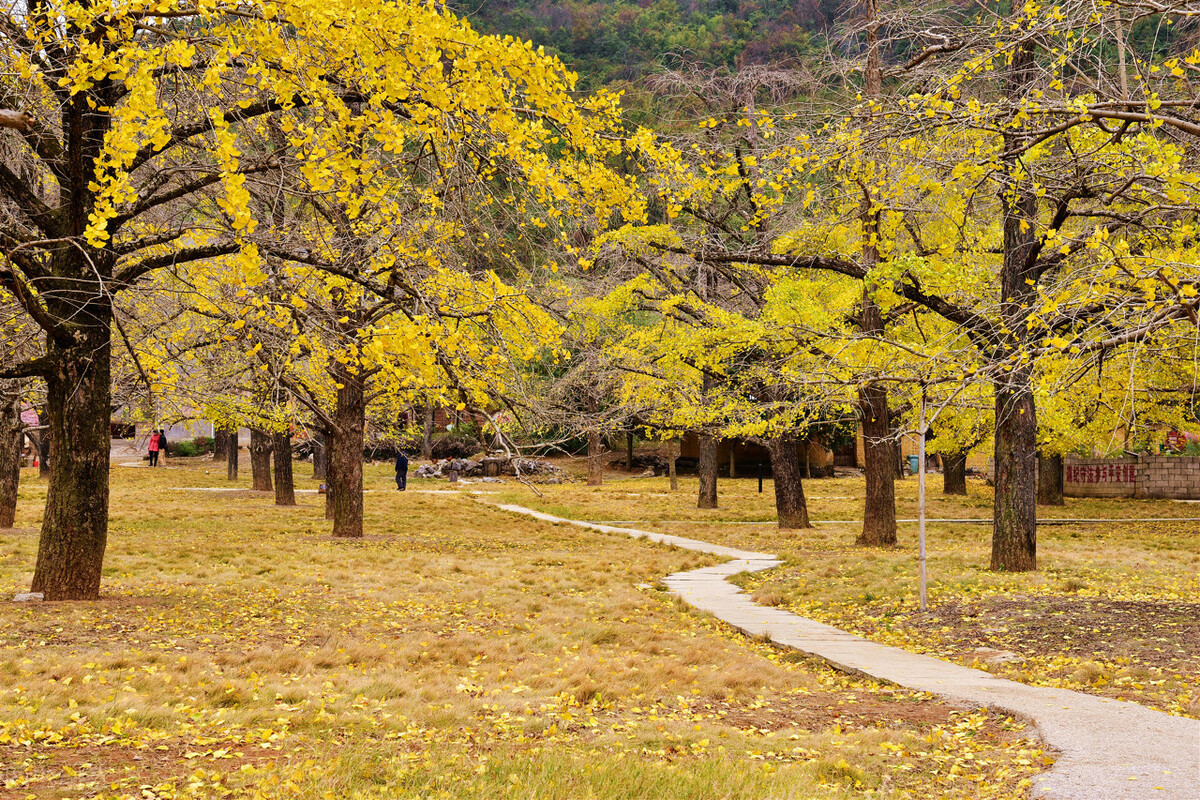 2021桂林海洋乡银杏最佳观赏地？
