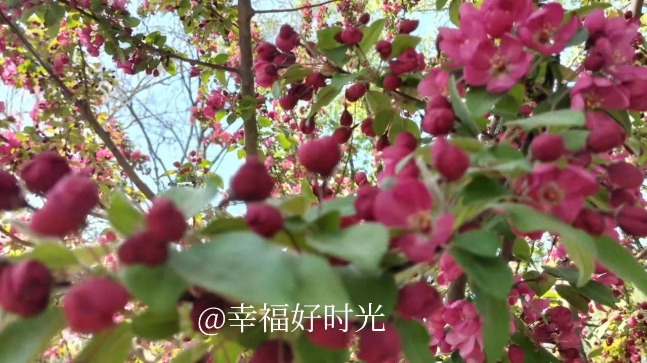 西藏自治区60周年