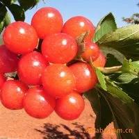 cherry汽车报价,cherry 汽车