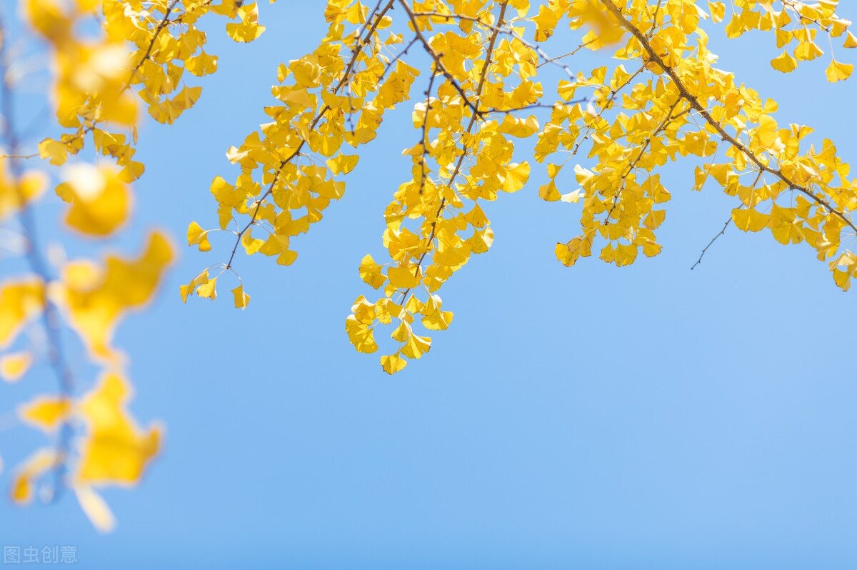 2021桂林海洋乡银杏最佳观赏地? 2021桂林海洋乡银杏最佳观赏地?